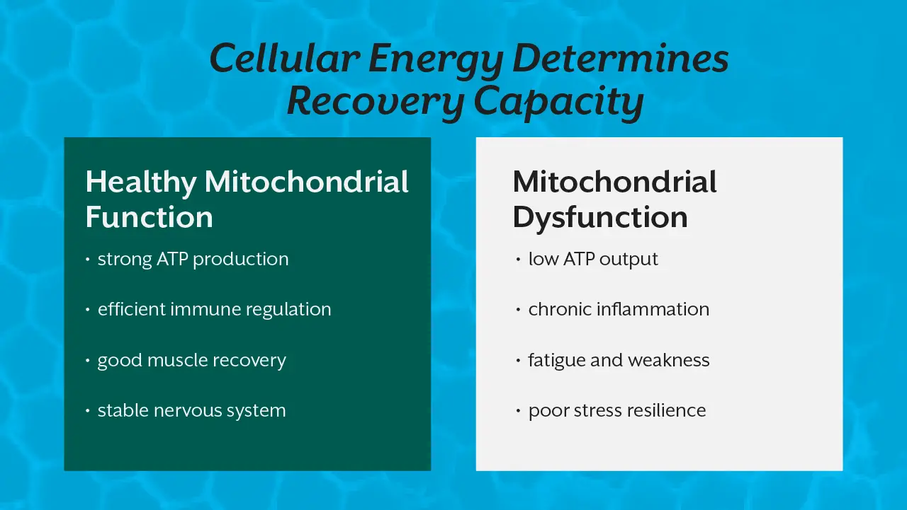 cellular-energy-determines-recovery-capacity