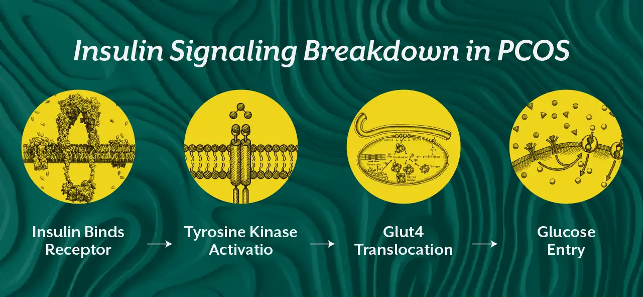insulin-signaling-breakdown-in-pcos